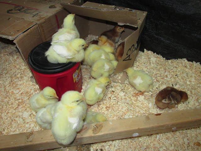 Raising Chicks Off Grid: No Electricity Brooder Update