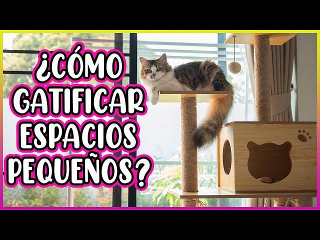 10 TRICKS TO MAKE YOUR CAT HAPPY IF YOU LIVE IN A SMALL HOUSE - SiamCatChannel