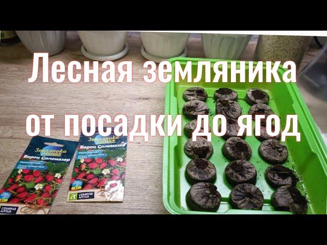 Посадка лесной земляники семенами и сбор урожая!