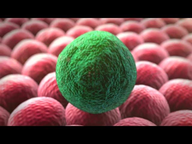 Cell division | 3D animation