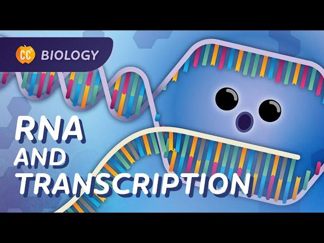 Transcription: How mRNA Helped Save Lives: Crash Course Biology #34