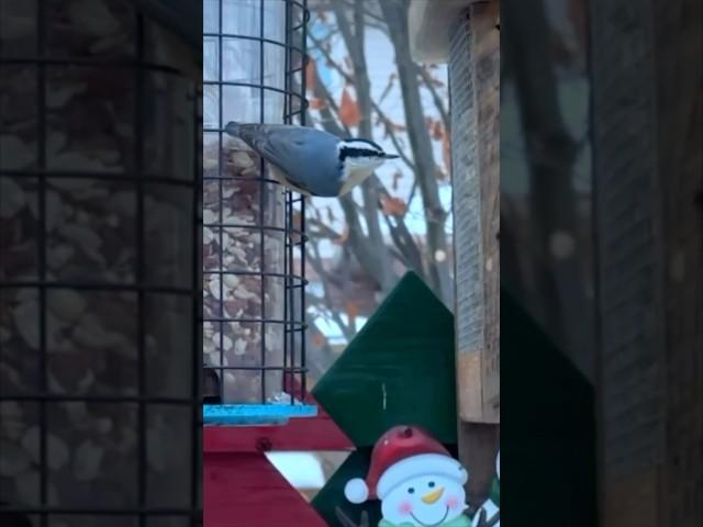 Red-breasted Nuthatch loves  #birds #naturelovers