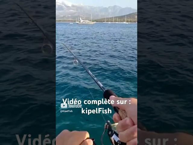 Grosse prise au port de Calvi en Corse #shorts #viralvideo