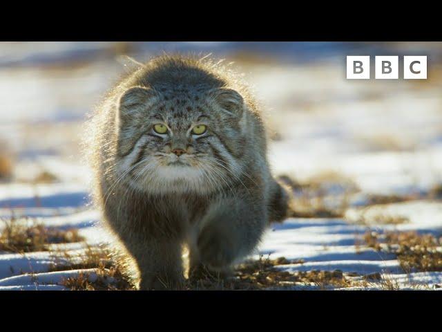 World’s Grumpiest Cat I Frozen Planet II I BBC