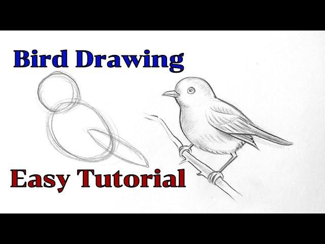 How to draw a bird drawing easy step by step Basic drawing lessons for beginners  pencil drawings