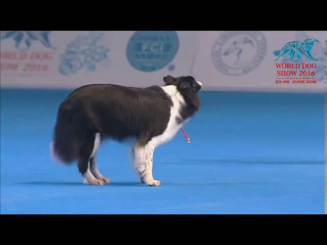 FCI Dog dance World Championship 2016 – Winner freestyle - Yvonne Belin and Alice (Switzerland)