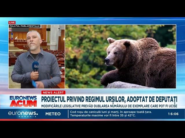 Parlamentarii au decis: aproape 500 de urși ar urma să fie împușcați, în România