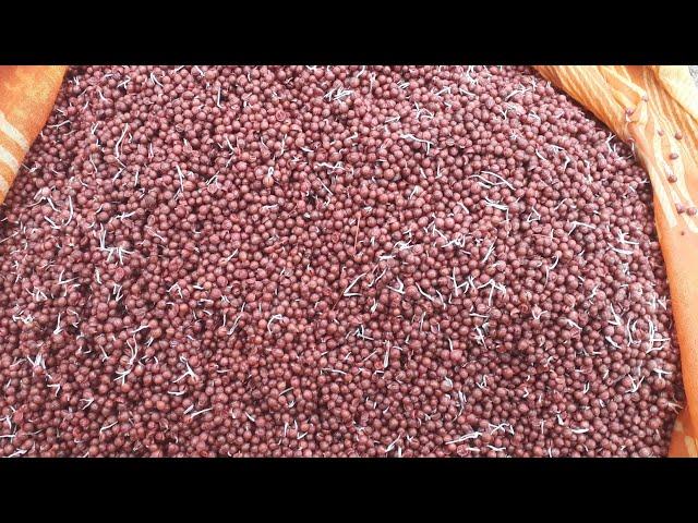 July-August মাসে ধনিয়া বীজ অঙ্কুরিত করার সহজ পদ্ধতি।How to grow coriander seeds |Easy method |