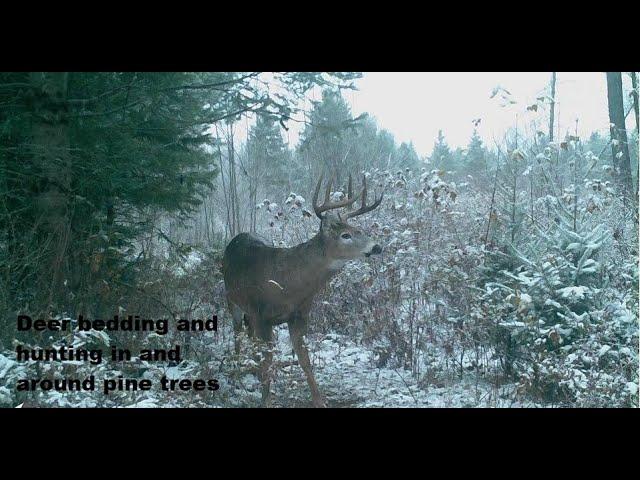 Deer bedding in and around Pines...  Bigwoods #3