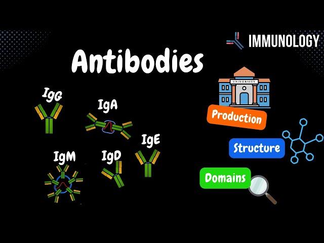 Antibodies (Origin, Components, Domains, IgG, IgM, IgA, IgD, IgE) +TABLE - Immunology