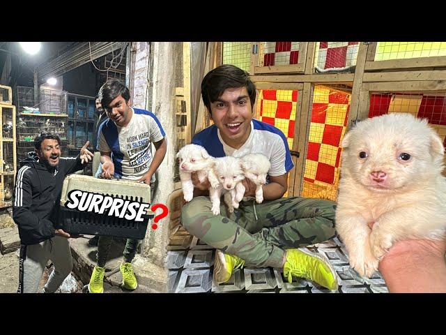 Kitna Cute Puppy Hein  Mamu Ko Surprise Dea