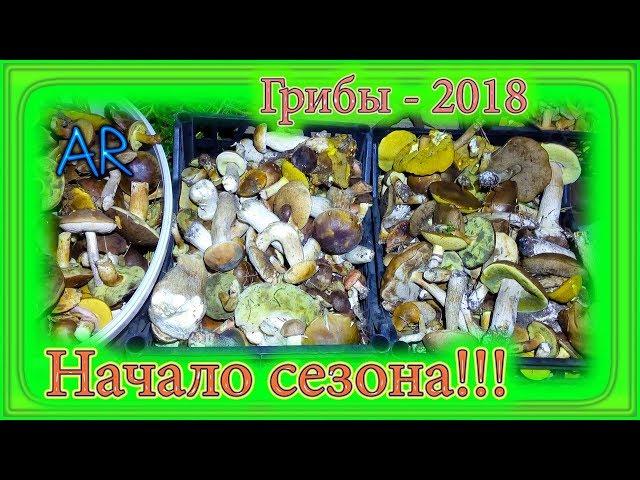 Грибы - 2018. Начало сезона!