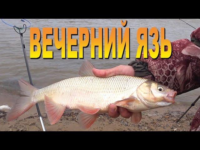 Вечерний ЯЗЬ . Река . Фидер .