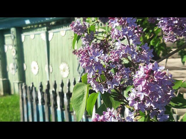 Весна в селе - трудности и радости // Внутренняя отделка стен дома // Участок и огород