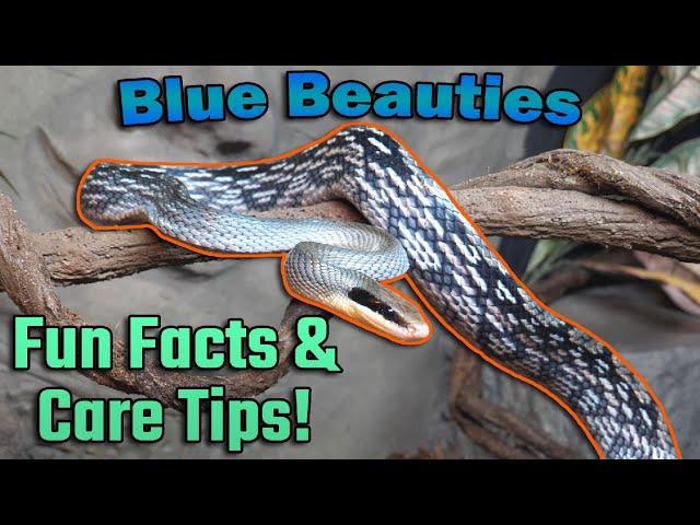 Meet the Blue Beauty Rat Snake!