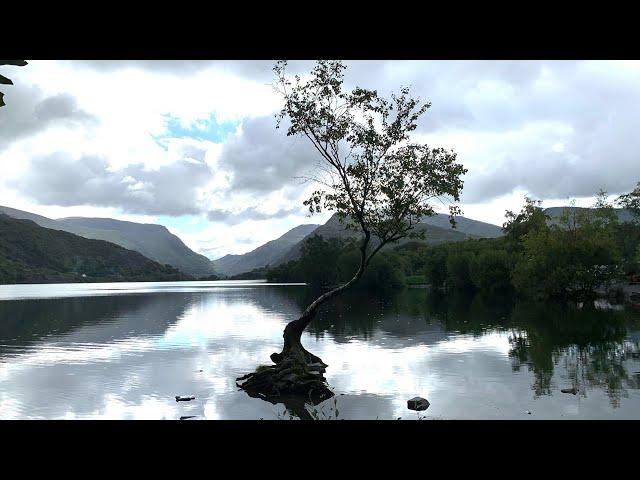 How to find the Lonely Tree of Snowdonia in Llanberis - A Visitors Guide