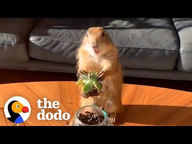 Prairie Dog Loves Working From Home With Dad | The Dodo