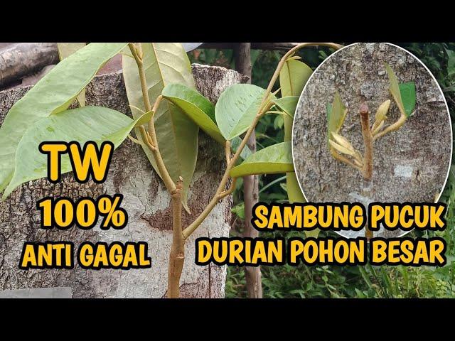 CARA TOP WORKING DURIAN POHON BESAR AGAR CEPAT BESAR DAN BERBUAH !!!!