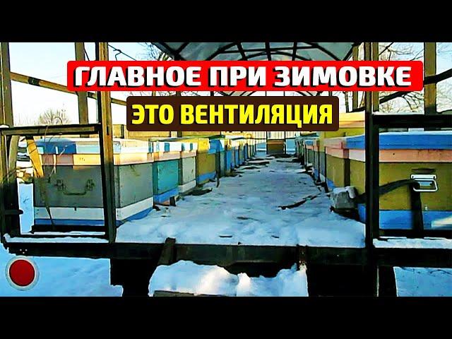 Зимовка пчел на улице Вентиляции в улье зимой Летки зимой