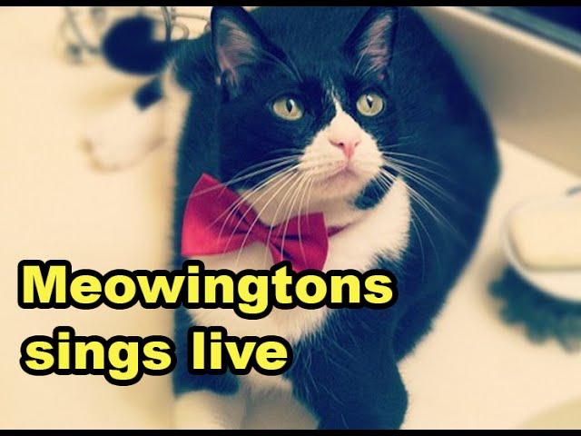 2448 (vocal) - deadmau5 @ Twitch 02/09/16 meowingtons