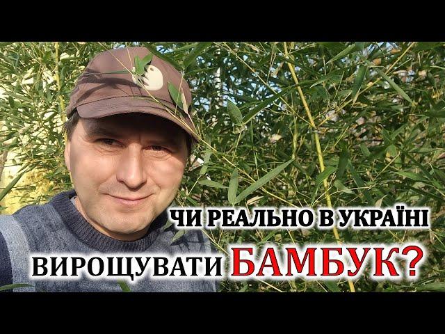 Чи реально в Україні вирощувати бамбук?