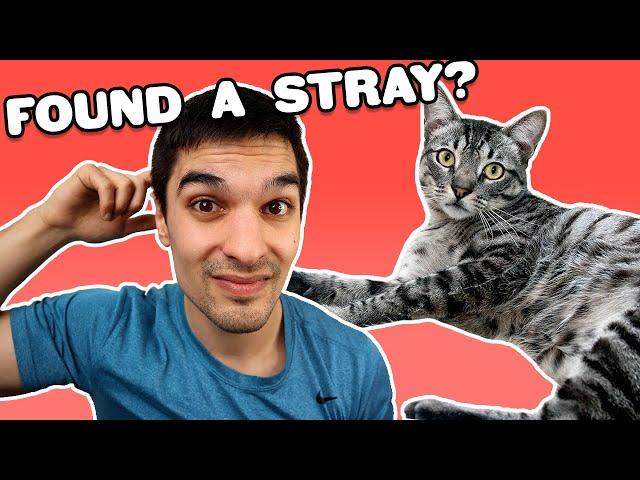 Can You Keep A Stray Cat? What To Do If You Find One