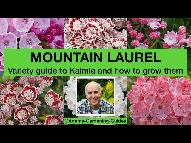 MOUNTAIN LAUREL – Variety guide to Kalmia and how to grow them
