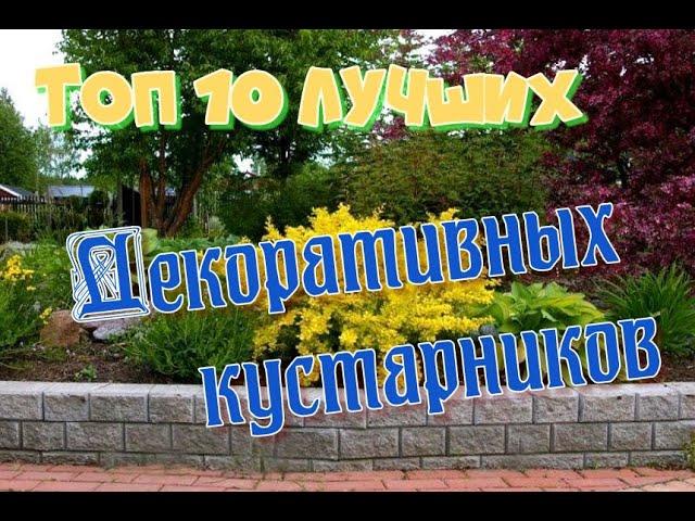 10 лучших декоративных кустарников