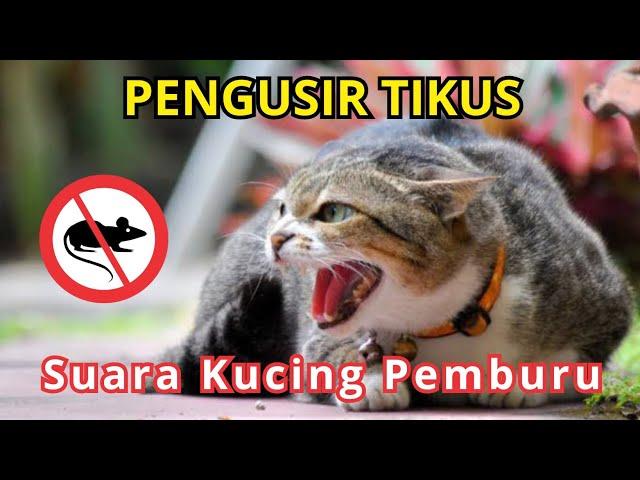 SUARA KUCING PENGUSIR TIKUS , TIKUS LANGSUNG KABUR, TIKUS PERGI TANPA RACUN