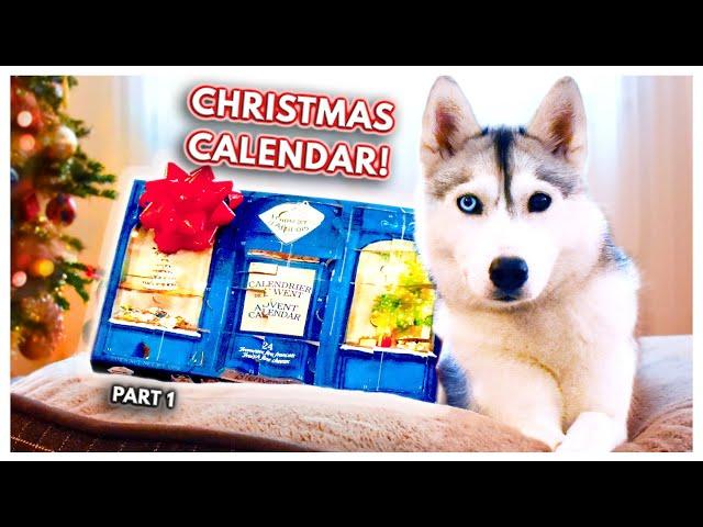 My Dog Opens RIDICULOUS Advent Calendar! (Skaya's Advent Calendar Adventures - PART 1)