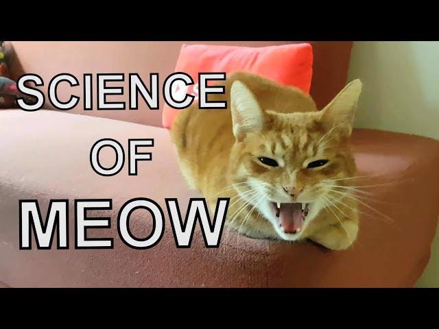 Alvi cat : cat language - 7 different meanings of 'meow'