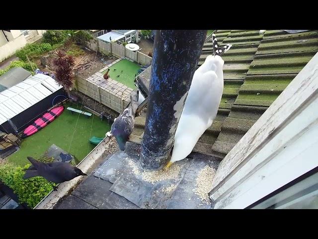 Feeding Time | Egg Update! | Slow Mo | Seagull TV EP 48