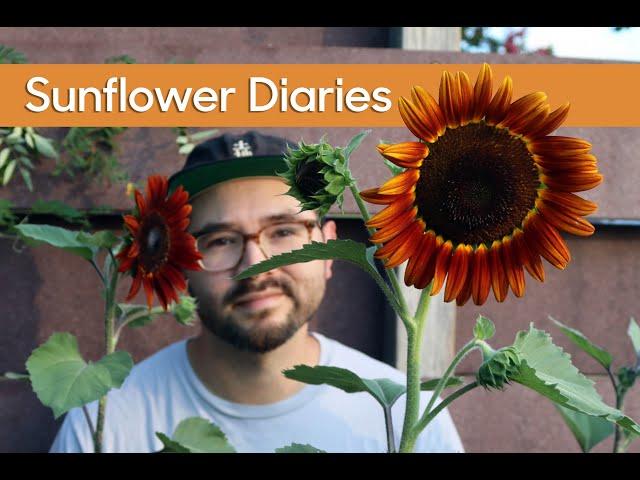 Sunflower Diaries • Growing Different Varieties & Seed Collecting