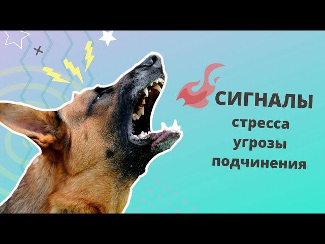 Сигналы стресса, угрозы и подчинения у собак. Язык тела. Как не надо общаться с собакой