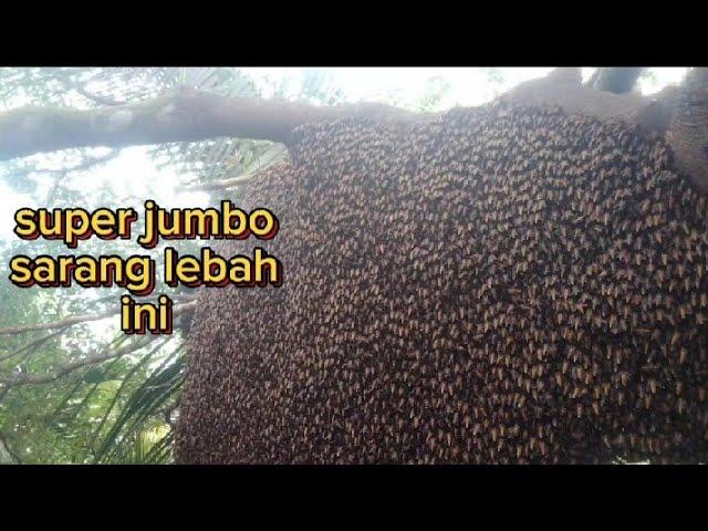 saat petualangan Madu hutan liar # moster jumbo