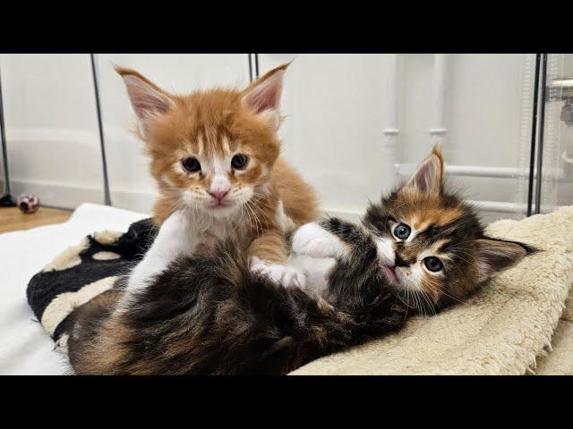 Maine Coon Kittens 5 Weeks Old - Livestream