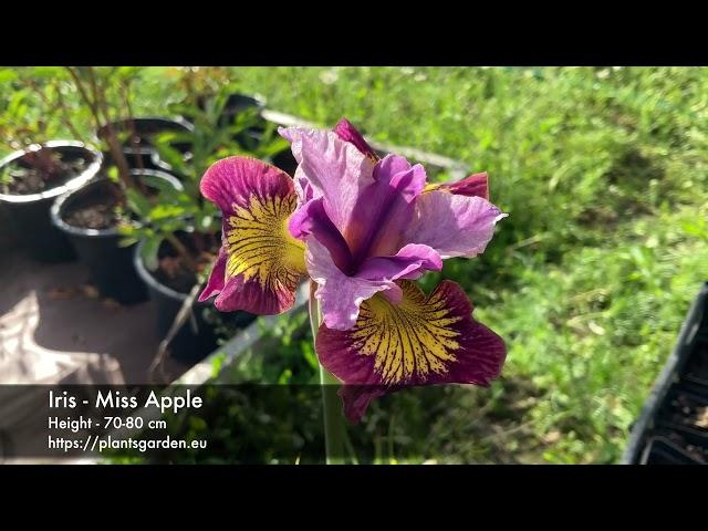 Iris - Miss Apple 4K