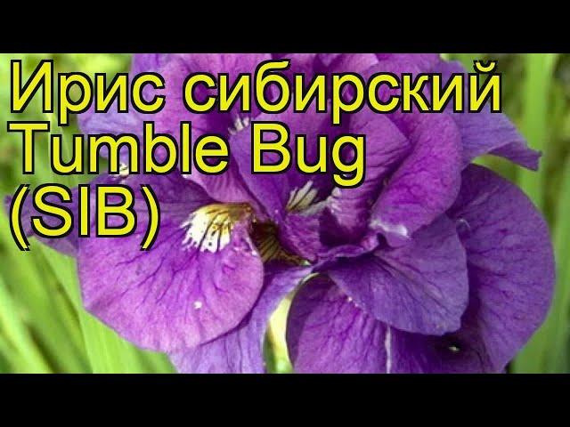 Ирис сибирский Безумная идея. Краткий обзор, описание характеристик iris sibirica Tumble Bug (SIB)