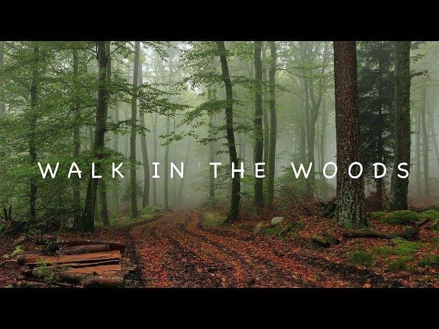 Walk in the Woods      I  Short Travel film  I  Matheran