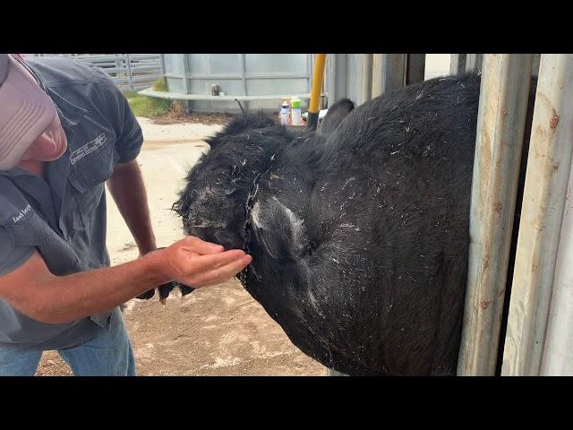 Pus Head Bull - Lancing an abscess on a bull’s head.