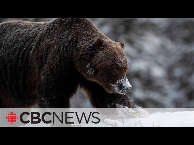 Who's The Boss? Photos showcase one of Banff's toughest grizzlies