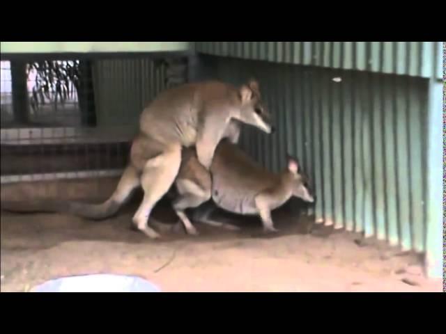 Reproducing Kangaroo Mating Animals