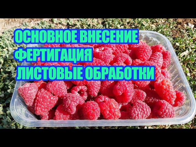 Питание ремонтантной малины и ежевики