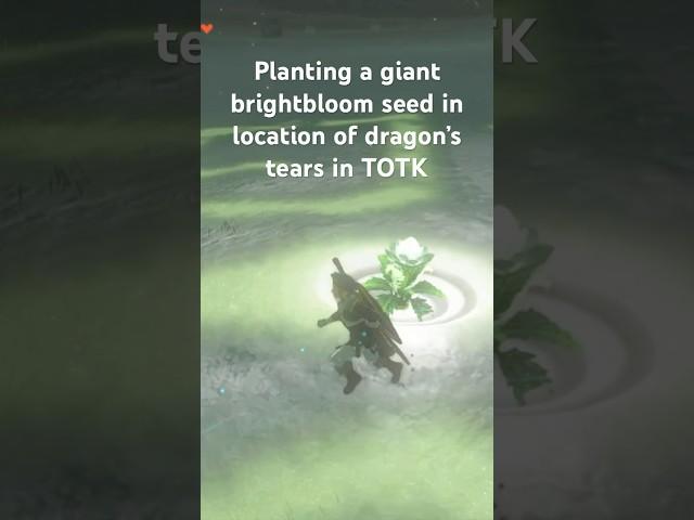 Planting giant brightbloom seed in dragons tears in tears of the kingdom - #Shorts