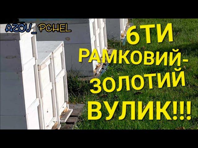 Майбутнє у бджільництві за 6ти рамковими вуликами. #пчеловодствов6тирамочныхульях