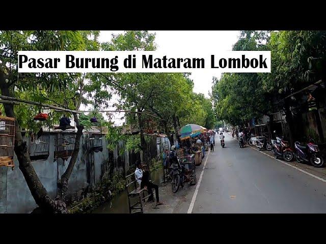 PASAR BURUNG DI MATARAM LOMBOK, INI LOKASINYA!