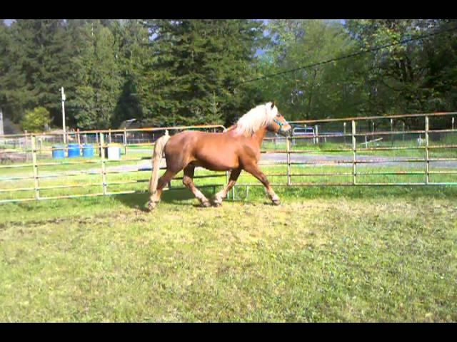 Black Forest Draft Horse Gelding Faroe