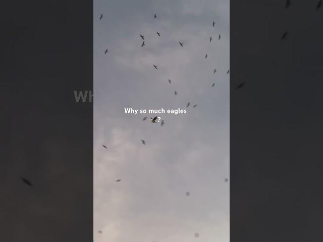 What happens when Eagles  come ? #eagles #sky #crowd #work #fun #serious #safe #happiness #new