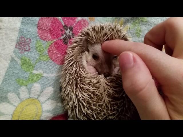 How to instantly calm a grumpy hedgehog