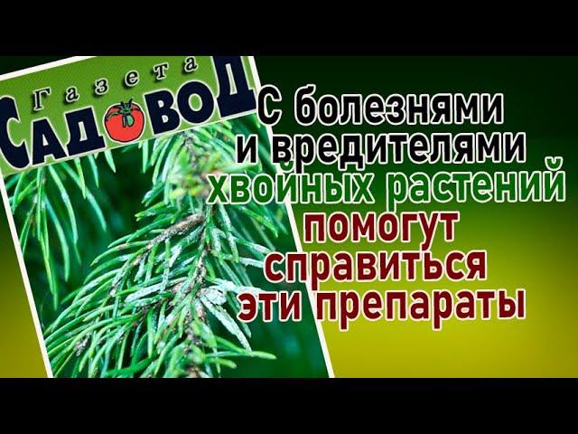 С болезнями и вредителями хвойных растений помогут справиться эти препараты